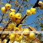 Chinese Flower Yellow Fragrant Winterseet Chimonanthus Praecox for Bonsai 8 PCS Seeds
