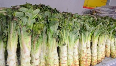 Chinese Green Asparagus Lettuce 30 PCS Seeds