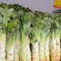 Chinese Green Asparagus Lettuce 30 PCS Seeds