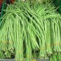 Chinese Green Long Cowpea Vegetable 20 PCS Seeds