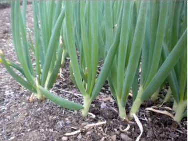 Chinese Green Onion Fresh Vegetables Welsh Onion Scallion 1000 PCS Seeds