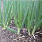 Chinese Green Onion Fresh Vegetables Welsh Onion Scallion 1000 PCS Seeds