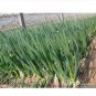 Chinese Green Onion Fresh Vegetables Welsh Onion Scallion 1000 PCS Seeds