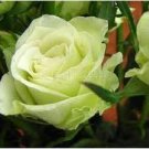 Chinese Green Rose Bush Seedling Seed Rosa Chinensis Flower 50 PCS Seeds Chinese Green Rose Bush Seedling Seed Rosa Chinensis Flower 50 PCS Seeds