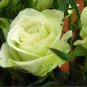 Chinese Green Rose Bush Seedling Seed Rosa Chinensis Flower 50 PCS Seeds