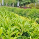 Chinese Green Tea Tree Bonsai Plant DIY Healthy Bonsai Tea 5 PCS Seeds Chinese Green Tea Tree Bonsai Plant DIY Healthy Bonsai Tea 5 PCS Seeds