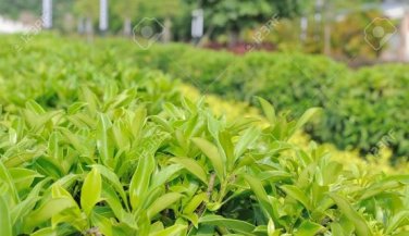 Chinese Green Tea Tree Bonsai Plant DIY Healthy Bonsai Tea 5 PCS Seeds