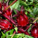 Chinese Hibiscus sabdariffa Roselle Herbal Bonsai 20 PCS Seeds