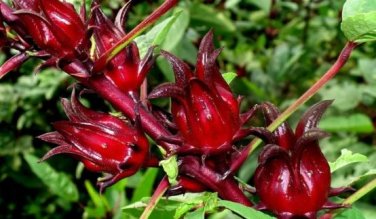 Chinese Hibiscus sabdariffa Roselle Herbal Bonsai 20 PCS Seeds