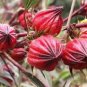 Chinese Hibiscus sabdariffa Roselle Herbal Bonsai 20 PCS Seeds