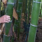 Chinese Mini Moso Bamboo Phyllostachys heterocycla Pubescens-Giant 20 PCS Seeds