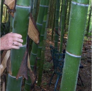 Chinese Mini Moso Bamboo Phyllostachys heterocycla Pubescens-Giant 20 PCS Seeds