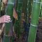 Chinese Mini Moso Bamboo Phyllostachys heterocycla Pubescens-Giant 20 PCS Seeds