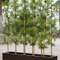 Chinese Mini Moso Bamboo Phyllostachys heterocycla Pubescens-Giant 20 PCS Seeds