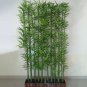 Chinese Mini Moso Bamboo Phyllostachys heterocycla Pubescens-Giant 20 PCS Seeds