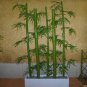 Chinese Mini Moso Bamboo Phyllostachys heterocycla Pubescens-Giant 20 PCS Seeds