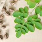 Chinese Moringa 10 PCS Seeds Chinese Moringa 10 PCS Seeds