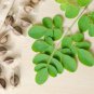 Chinese Moringa 10 PCS Seeds