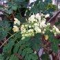 Chinese Moringa 10 PCS Seeds