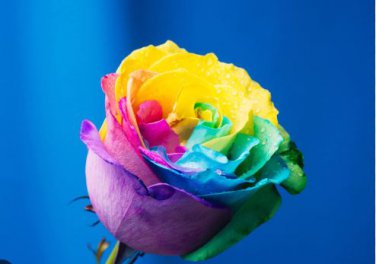 Chinese New Rare Small Rainbow Rose Shrub Flower 50 PCS Seeds