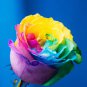 Chinese New Rare Small Rainbow Rose Shrub Flower 50 PCS Seeds
