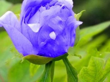 Chinese Paeonia Suffruticosa Peony Light Blue Double Flowers Ball Type 20 PCS Seeds