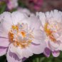 Chinese Paeonia Suffruticosa Peony Light Blue Double Flowers Ball Type 20 PCS Seeds