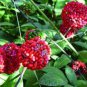 Chinese Panax Notoginseng Pseudo ginseng 500 PCS Seeds