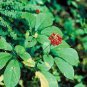 Chinese Panax Notoginseng Pseudo ginseng 500 PCS Seeds