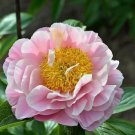 Chinese Peony Flower Seeds Mixed Red Yellow Light Pink 10 PCS Seeds Chinese Peony Flower Seeds Mixed Red Yellow Light Pink 10 PCS Seeds
