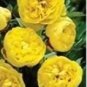 Chinese Peony Flower Seeds Mixed Red Yellow Light Pink 10 PCS Seeds