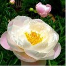 Chinese Peony Flowers Seeds Light Orange Flowers 10 PCS Seeds
