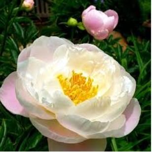 Chinese Peony Flowers Seeds Light Orange Flowers 10 PCS Seeds