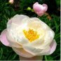 Chinese Peony Flowers Seeds Light Orange Flowers 10 PCS Seeds