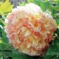 Chinese Peony Flowers Seeds Light Orange Flowers 10 PCS Seeds
