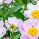 Chinese Peony Mixed 4 Types Fully White Double Petals Flowers 5 PCS Seeds