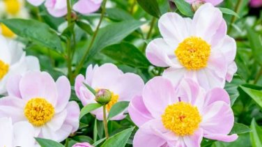 Chinese Peony Mixed 4 Types Fully White Double Petals Flowers 5 PCS Seeds