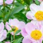 Chinese Peony Mixed 4 Types Fully White Double Petals Flowers 5 PCS Seeds