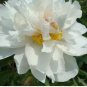 Chinese Peony Mixed 4 Types Fully White Double Petals Flowers 5 PCS Seeds