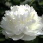 Chinese Peony Mixed 4 Types Fully White Double Petals Flowers 5 PCS Seeds