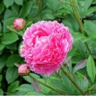 Chinese Peony Seeds Mixed Red Pink Light Pink Purple Bicolor Flowers 10 PCS Seeds