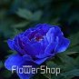 Chinese Peony Seeds Mixed Red Pink Light Pink Purple Bicolor Flowers 10 PCS Seeds