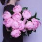 Chinese Peony Seeds Mixed Red Pink Light Pink Purple Bicolor Flowers 10 PCS Seeds