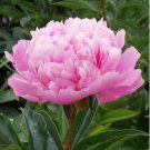Chinese Peony Seeds Mixed Rose Red Light Pink Whitish Pink Ball Flowers 10 PCS Seeds Chinese Peony Seeds Mixed Rose Red Light Pink Whitish Pink Ball Flowers 10 PCS Seeds