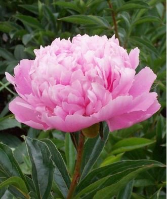 Chinese Peony Seeds Mixed Rose Red Light Pink Whitish Pink Ball Flowers 10 PCS Seeds