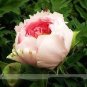 Chinese Peony Seeds Mixed Rose Red Light Pink Whitish Pink Ball Flowers 10 PCS Seeds
