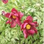 Chinese Peony Tree 10 PCS Seeds