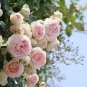 Chinese Peony Tree 10 PCS Seeds