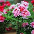 Chinese Peony Tree Seed - Rose Pink Double Flowers 10 PCS Seeds Chinese Peony Tree Seed - Rose Pink Double Flowers 10 PCS Seeds