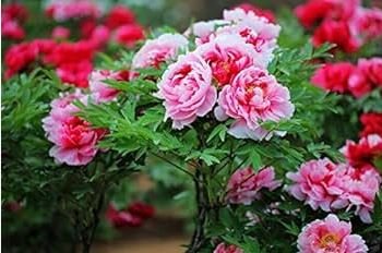 Chinese Peony Tree Seed - Rose Pink Double Flowers 10 PCS Seeds